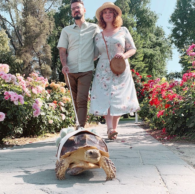 Kita hanya memakaikannya kostum untuk foto, sekitar sepuluh menit setiap dua minggu! Jika kamu melihat melalui feed kami, kamu akan melihatnya 99% tanpa kostum setiap saat, kata Kasey. Foto: Instagram @etheltheglamourtort