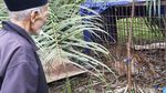 Momen Evakuasi Harimau Sumatera di Aceh Selatan