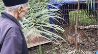 Harimau Sumatra berjenis kelamin betina tersebut diperkiran berumur 3-4 tahun dan berhasil dievakuasi setelah masuk perangkap milik BKSDA setempat.