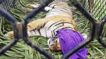 Momen Evakuasi Harimau Sumatera di Aceh Selatan