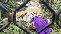 Setelah dibius, harimau ini langsung dibius untuk dilakukan evakuasi.
