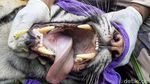 Momen Evakuasi Harimau Sumatera di Aceh Selatan