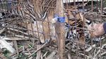 Momen Evakuasi Harimau Sumatera di Aceh Selatan
