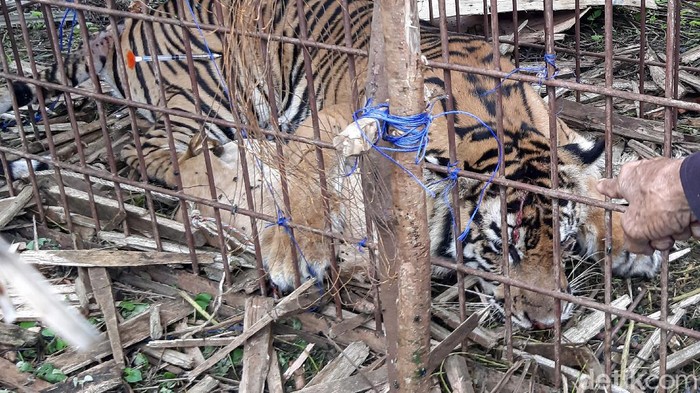 EVAKUASI HARIMAU SUMATRA DI ACEH SELATAN Petugas Balai Konservasi Sumber Daya Alam (BKSDA) Aceh memeriksa mulut harimau Sumatra (Panthera Tigris Sumatrae) di Desa Jambo Dalem, Kecamatan Trumon Timur, Aceh Selatan, Aceh, Senin (15/6/2020). Harimau Sumatra berjenis kelamin betina tersebut diperkiran berumur 3-4 tahun dan berhasil dievakuasi setelah masuk perangkap milik BKSDA setempat. ANTARA FOTO/Khafadi Syawal/Lmo/pras.