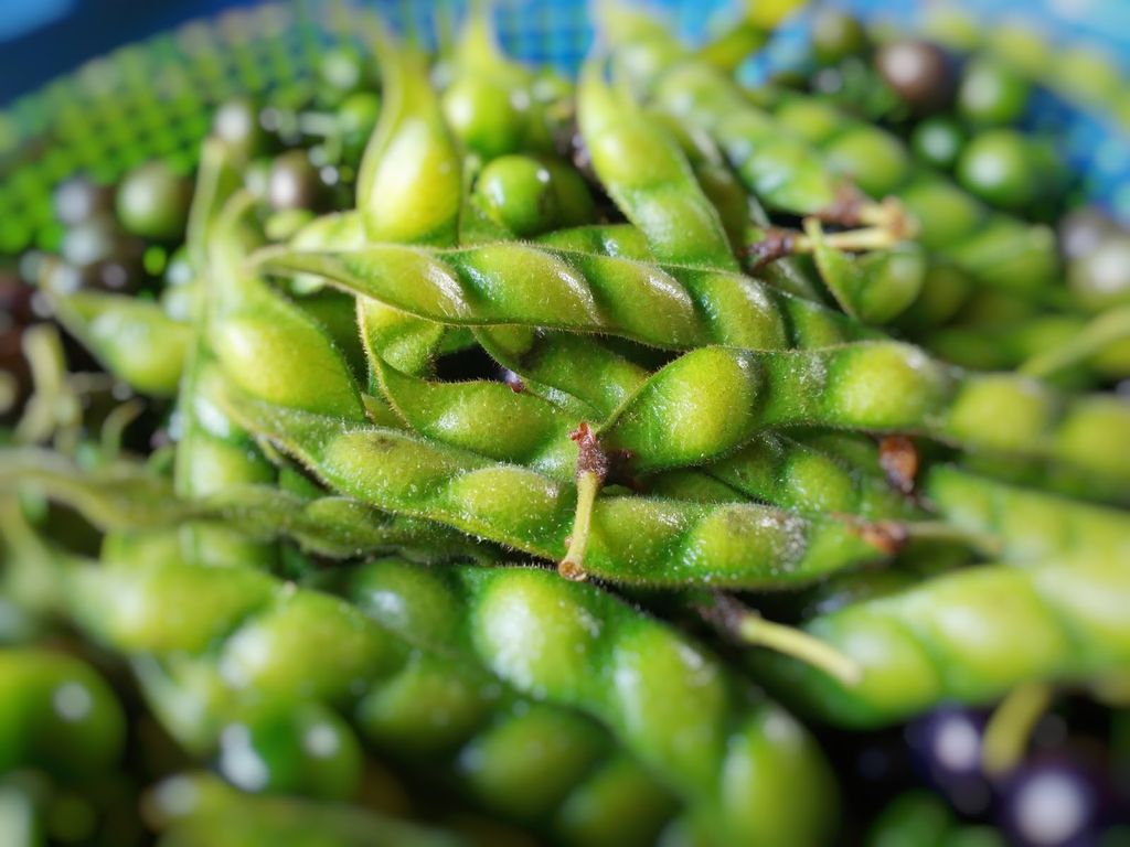 Jenis biji untuk bahan baku tempe