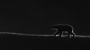 Kategori Black and White dimenangkan oleh Talal Al Rabah dari Kuwait dengan foto berjudul King of the North. Foto: Talal Al Rabah/Hamdan bin Mohammed bin Rashid Al Maktoum International Photography Award