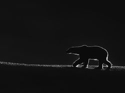 Aneka Foto yang Sabet Hadiah Rp 6 Miliar, Banyak dari Indonesia