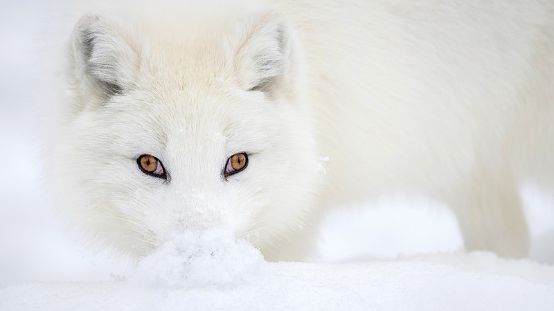 juara kontes foto HIPA