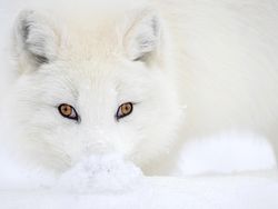 Aneka Foto yang Sabet Hadiah Rp 6 Miliar, Banyak dari Indonesia