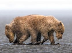 Aneka Foto yang Sabet Hadiah Rp 6 Miliar, Banyak dari Indonesia