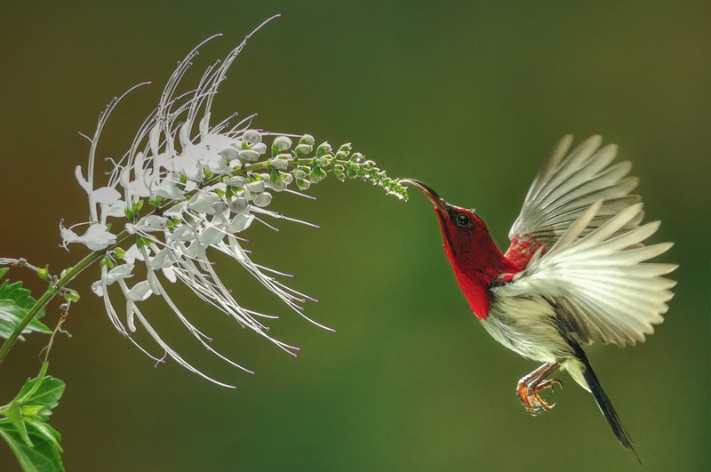 juara kontes foto HIPA
