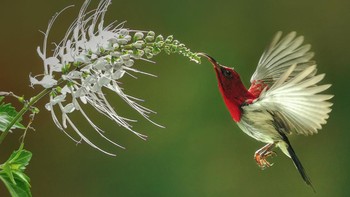 Budi Gunawan dari Indonesia menjadi juara kedua di kategori Mobile Photography dengan foto berjudul Reflection. Foto: Budi Gunawan/Hamdan bin Mohammed bin Rashid Al Maktoum International Photography Award