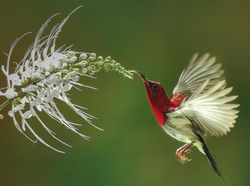 Aneka Foto yang Sabet Hadiah Rp 6 Miliar, Banyak dari Indonesia