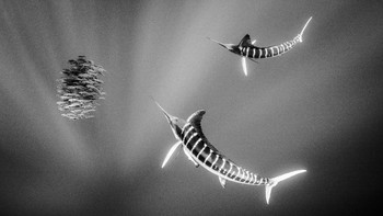 Kategori Portfolio dimenangkan oleg Christian Vizl MacGregor dari Meksiko dengan karya berjudul Kingom of Beauty and Danger. Foto: Christian Vizl MacGregor/Hamdan bin Mohammed bin Rashid Al Maktoum International Photography Award