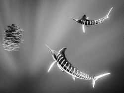 Aneka Foto yang Sabet Hadiah Rp 6 Miliar, Banyak dari Indonesia