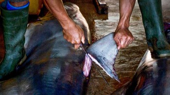 Atho Ullah dari Indonesia berada di peringkat ketiga dengan foto berjudul The Predators Fins. Foto: Atho Ullah/Hamdan bin Mohammed bin Rashid Al Maktoum International Photography Award