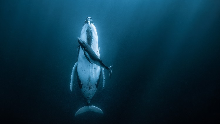 juara kontes foto HIPA juara kontes foto HIPA