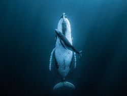 Aneka Foto yang Sabet Hadiah Rp 6 Miliar, Banyak dari Indonesia