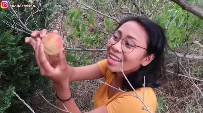 Orang Indonesia Panen Buah Liar di Luar Negeri