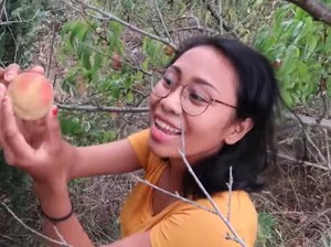5 Keseruan Orang Indonesia Saat Panen Buah Liar di Luar Negeri