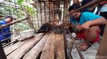 Potret Babi Hutan Aneh di Banyumas yang Bikin Heboh
