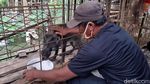Potret Babi Hutan Aneh di Banyumas yang Bikin Heboh