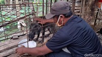 Usai ditangkap, babi hutan tersebut kemudian dibawa ke salah satu rumah warga di Banyumas dan dimandikan. Warga itu mengaku jika babi hutan tersebut tidak mau makan dedaunan, melainkan makan nasi dan minum kopi serta teh hangat.