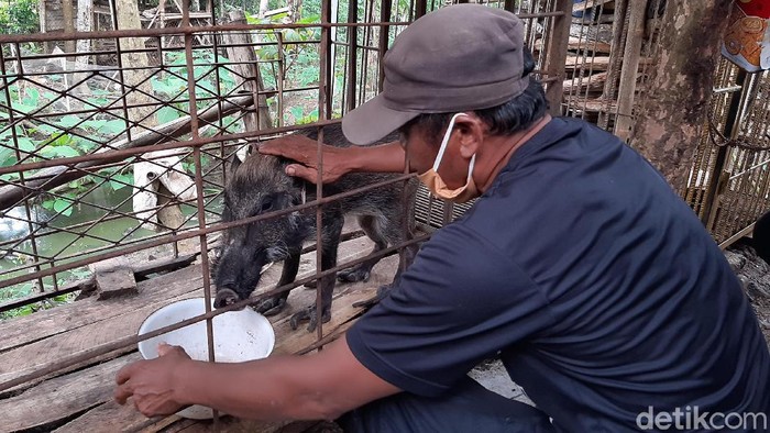 Warga Kabupaten Banyumas dihebohkan dengan adanya seorang warga Desa Pekuncen, Kecamatan Jatilawang yang memelihara babi hutan atau celeng dengan bentuk yang tidak lazim. Keempat kaki pada hewan tersebut mempunyai jari-jari dengan kuku yang panjang.