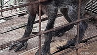 Selain terdapat keanehan pada fisik dengan memiliki jari dan beda pada babi hutan umumnya. Babi hutan tersebut disebut pemilik juga memiliki taring yang tumbuh kesamping, berbeda dengan taring babi hutan pada umumnya yang tumbuh ke atas dan kebawah.