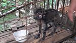 Potret Babi Hutan Aneh di Banyumas yang Bikin Heboh