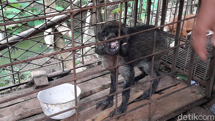 Warga Kabupaten Banyumas dihebohkan dengan adanya seorang warga Desa Pekuncen, Kecamatan Jatilawang yang memelihara babi hutan atau celeng dengan bentuk yang tidak lazim. Keempat kaki pada hewan tersebut mempunyai jari-jari dengan kuku yang panjang.