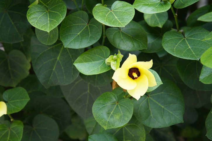 Ragam daun pembungkus tempe