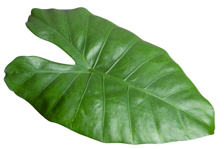Ragam daun pembungkus tempe
