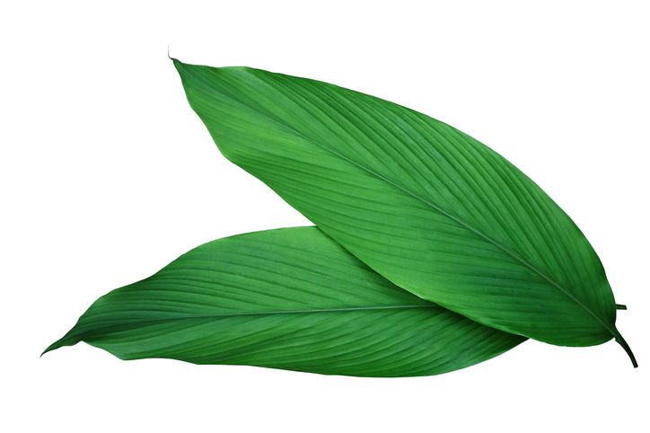 Ragam daun pembungkus tempe