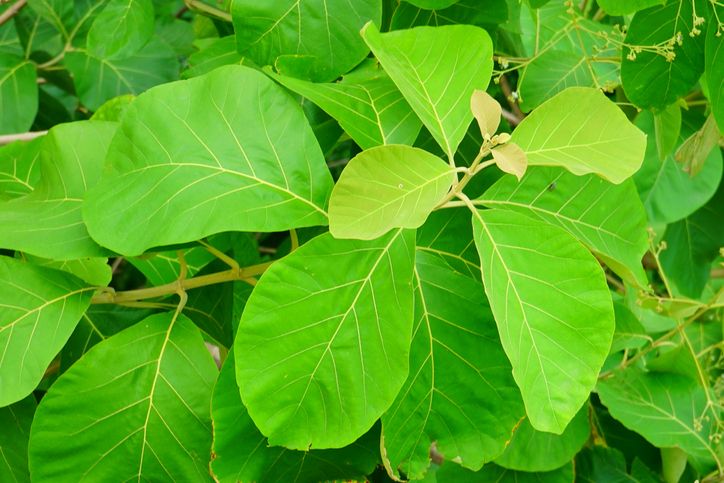 Yuk Kenali 5 Daun Pembungkus Tempe Selain Daun Pisang