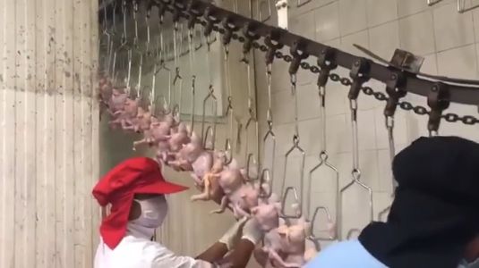 Rumah potong ayam milik Geprek Bensu