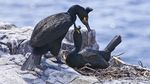 Sampah Plastik Cemari Sarang Burung di Pulau Tak Berpenghuni