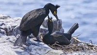 Sebagian besar sampah plastik ditemukan di sarang burung Pecuk Eropa yang bernama ilmiah Phalacrocorax aristotelis. Para peneliti yakin sampah ini tidak dibawa oleh si burung. (Getty Images/iStockphoto/davidnmoorhouse)
