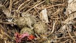 Sampah Plastik Cemari Sarang Burung di Pulau Tak Berpenghuni