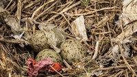 Sampah plastik yang kebanyakan berasal dari kemasan makanan dan botol minuman itu diyakini terbawa oleh arus laut. Meski tidak ada manusia yang tinggal di pulau itu, sampah plastik justru terbawa dari lautan. (dok. University of Glasgow)