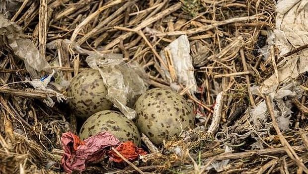 Sampah Plastik Cemari Sarang Burung di Pulau Tak Berpenghuni
