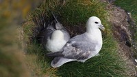 Sampah plastik juga ditemukan di 35,6% sarang burung Camar Besar (Larus argentatus). Para peneliti menilai sampah plastik tersebut bisa membahayakan bagi nyawa si burung. (Getty Images/iStockphoto/Maurice Dawson)