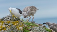 Sampah itu bisa saja tertelan atau terjerat si burung dan menimbulkan kematian. 53,5% sarang burung Camar Punggung Hitam (Larus Marinus) di pulau tersebut juga ditemukan sampah plastik. (Getty Images/iStockphoto/Pascale Gueret)