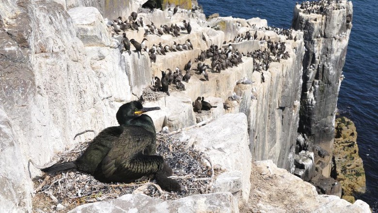 European shag or common shag (Phalacrocorax aristotelis)