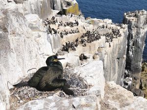 Miris! 80% Sarang Burung di Pulau Terpencil Tercemar Sampah Plastik