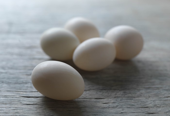 telur bebek menetas