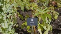 Semua tanaman di kebun ini sangat beracun. Jika diolah dan dimasukkan ke dalam tubuh ada yang bisa bikin buta sampai meninggal. (Youtube)