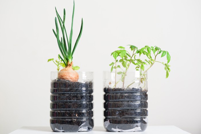 Plastic bottles water DIY for planting vegetables plant and decoration at home, reuse and recycle concepts
