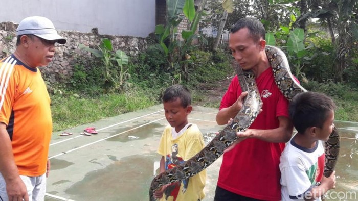Warga Tangkap Ular Sanca di Cianjur