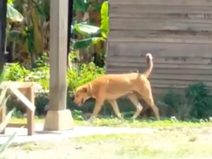4 Warga Pinrang Jadi Korban Keganasan Anjing Gila!